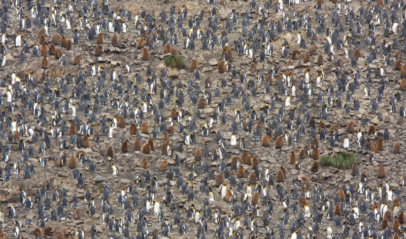 King Penguin Colony